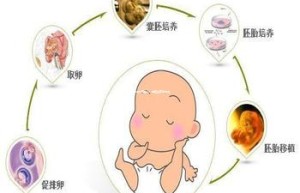 为何选择试管婴儿：探索生育新途径