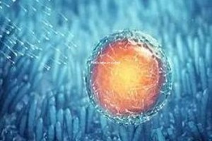 青岛第三代试管婴儿技术实施情况探究