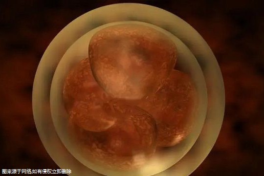 3天鲜胚的着床过程，定位到侵入仅需3个步骤