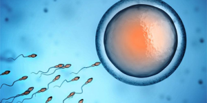 患有卵巢早衰选择做供卵试管能成功受孕吗 高龄女性供卵试管真实案例分享