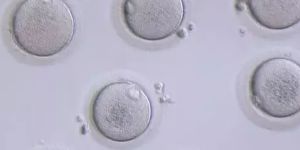 第三代试管婴儿如何选择囊胚数量？附相关规定！